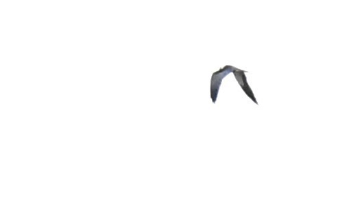 Swallow-tailed Kite - ML617063741