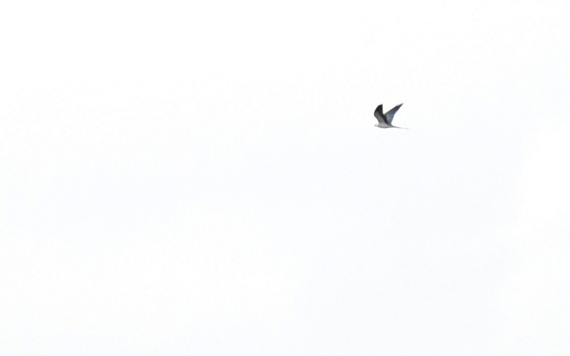 Swallow-tailed Kite - Bill Eisele
