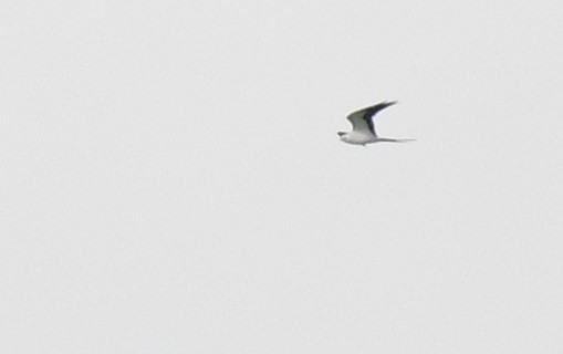 Swallow-tailed Kite - ML617063743