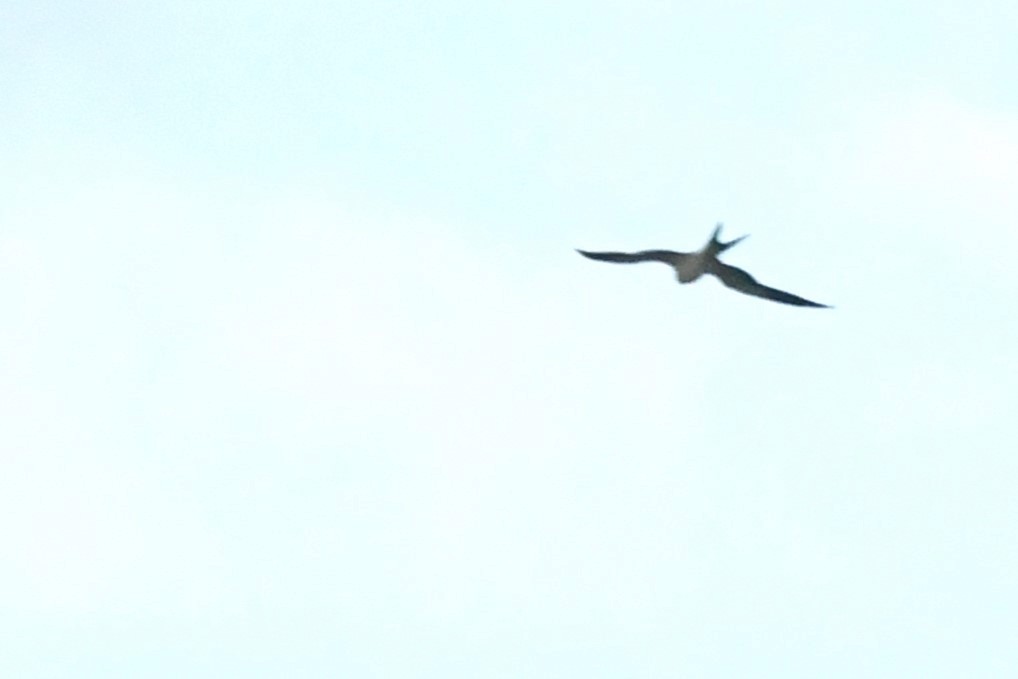 Swallow-tailed Kite - ML617063744
