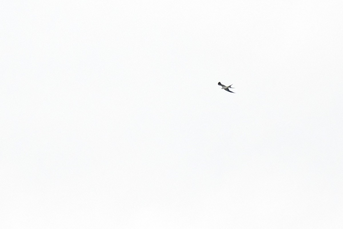 Swallow-tailed Kite - ML617063745