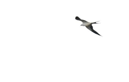 Swallow-tailed Kite - ML617063746