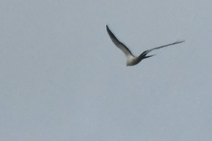 Swallow-tailed Kite - Bill Eisele