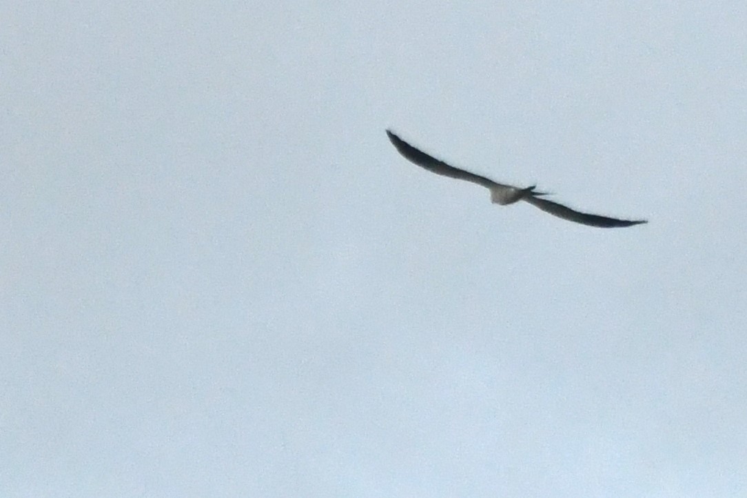 Swallow-tailed Kite - ML617063748