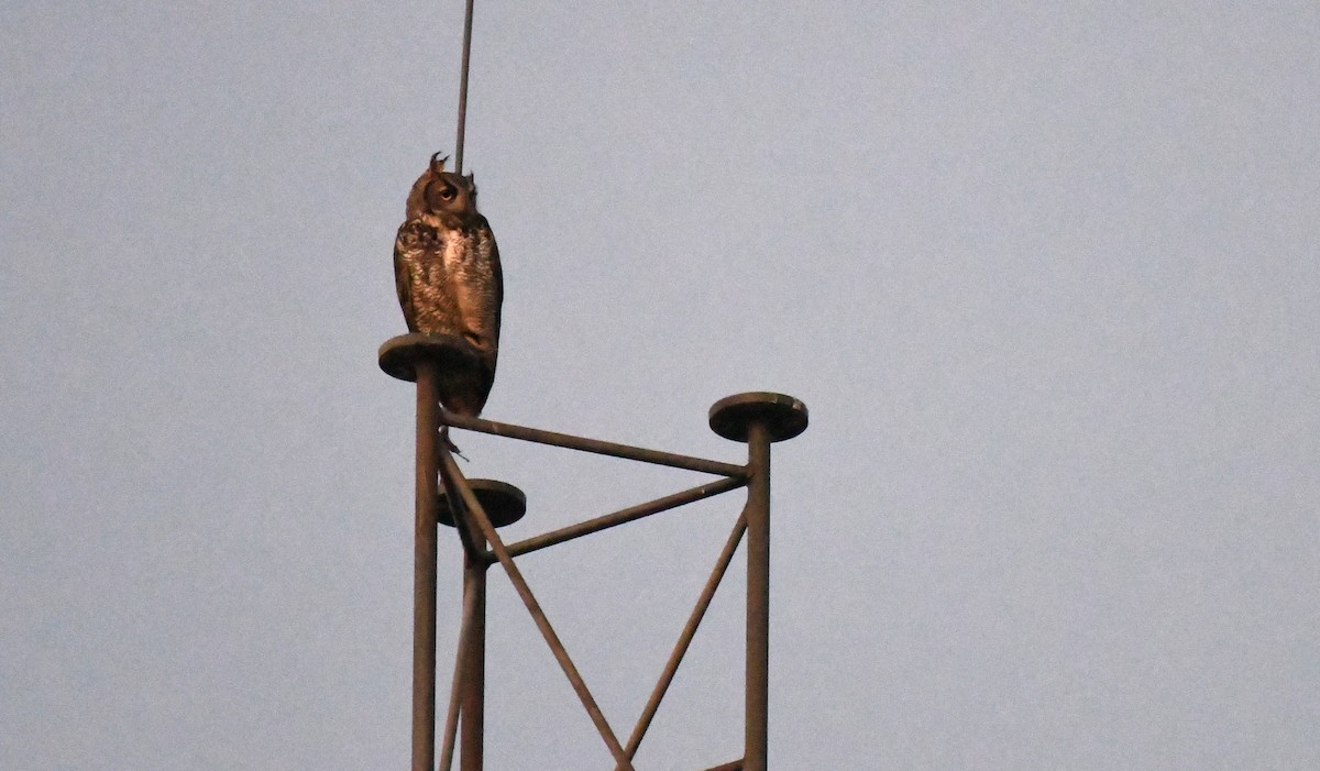 Great Horned Owl - ML617063751