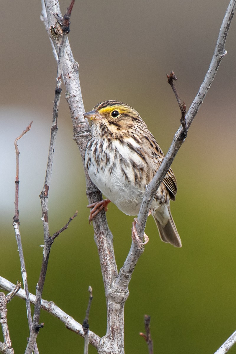 Savannah Sparrow - ML617063818