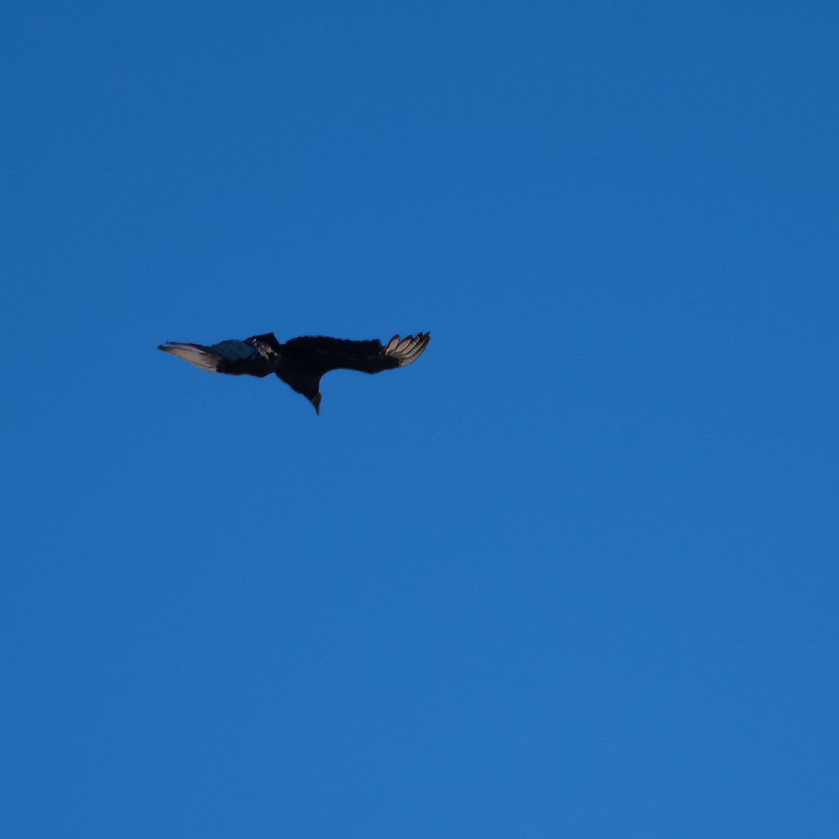Black Vulture - ML617063915