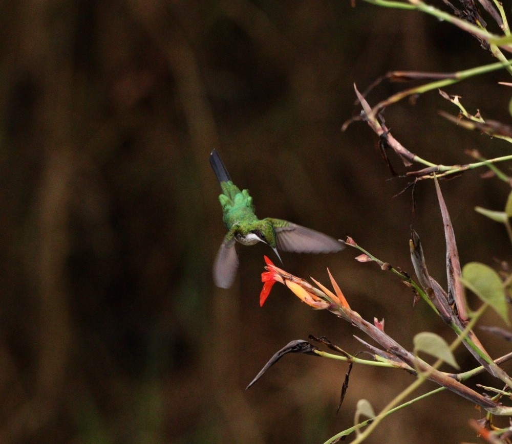 kolibřík černouchý - ML617064044