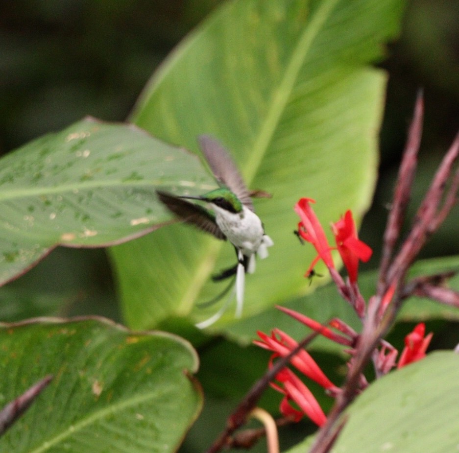 kolibřík černouchý - ML617064047