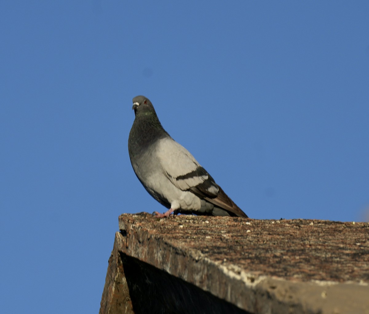 Rock Pigeon (Feral Pigeon) - ML617064079