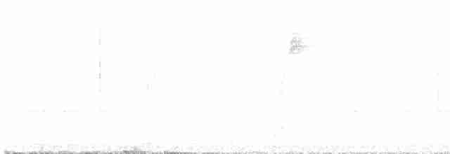 White-bellied Wren - ML617064147