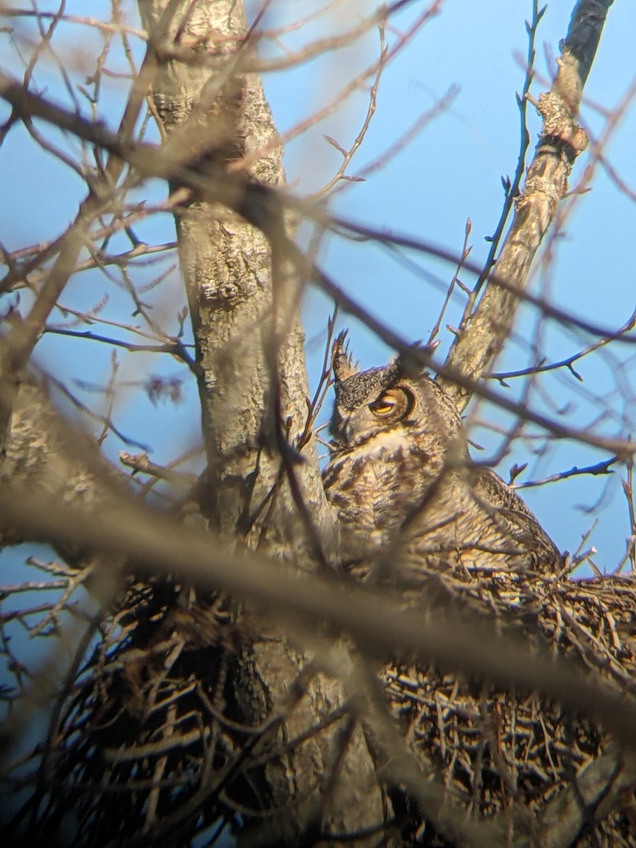 Great Horned Owl - ML617064158