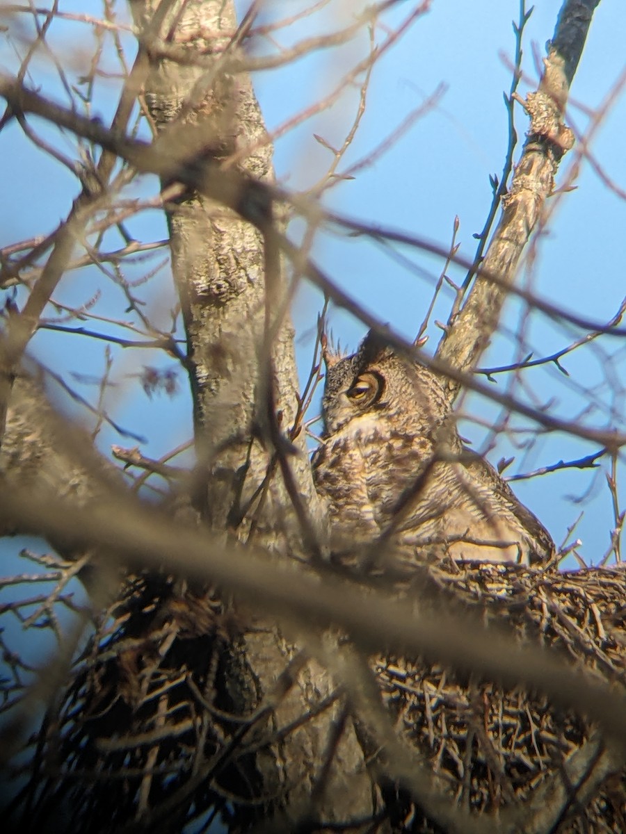 Great Horned Owl - ML617064159