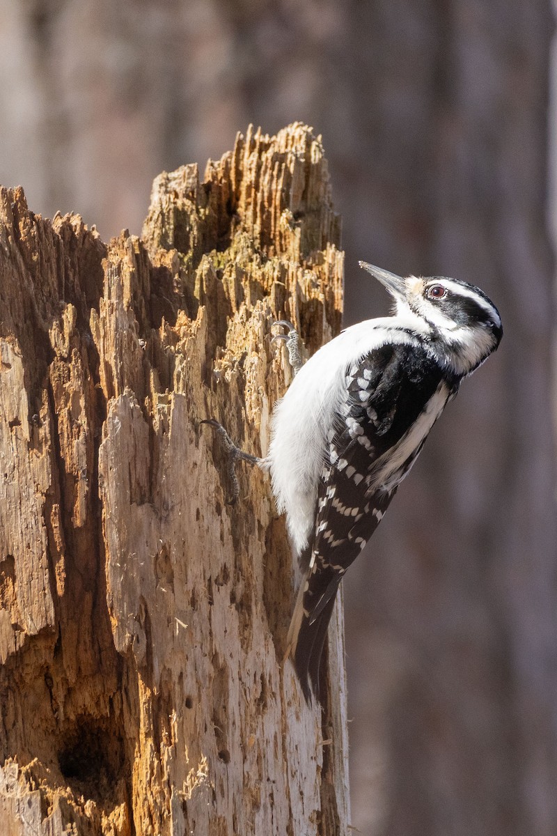 Downy/Hairy Woodpecker - Terrence Pryde