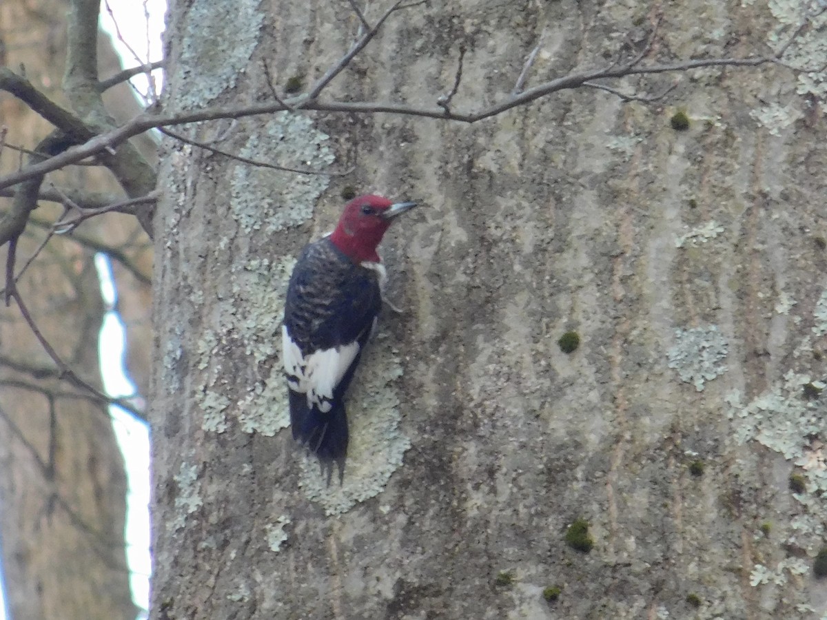 Red-headed Woodpecker - ML617064182