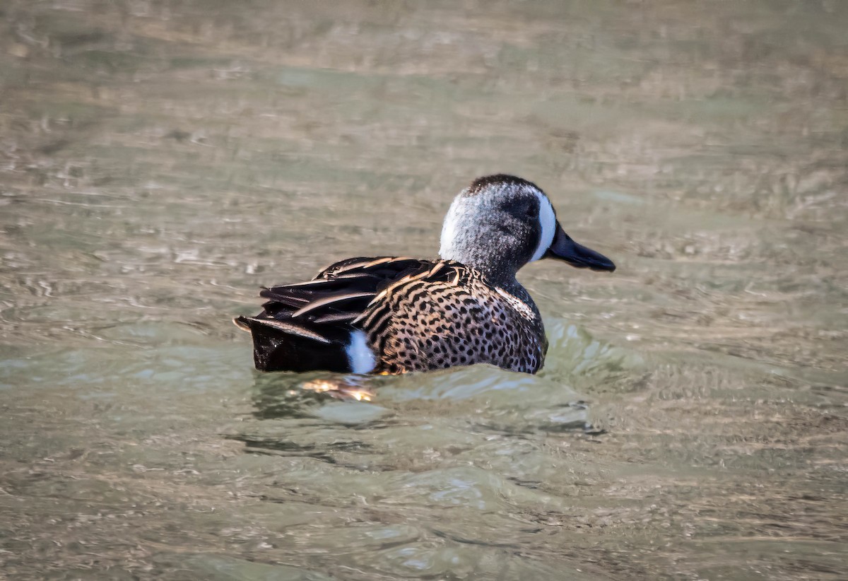 Blue-winged Teal - ML617064241
