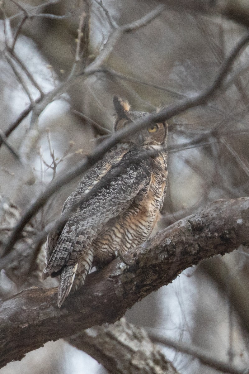 Great Horned Owl - ML617064277