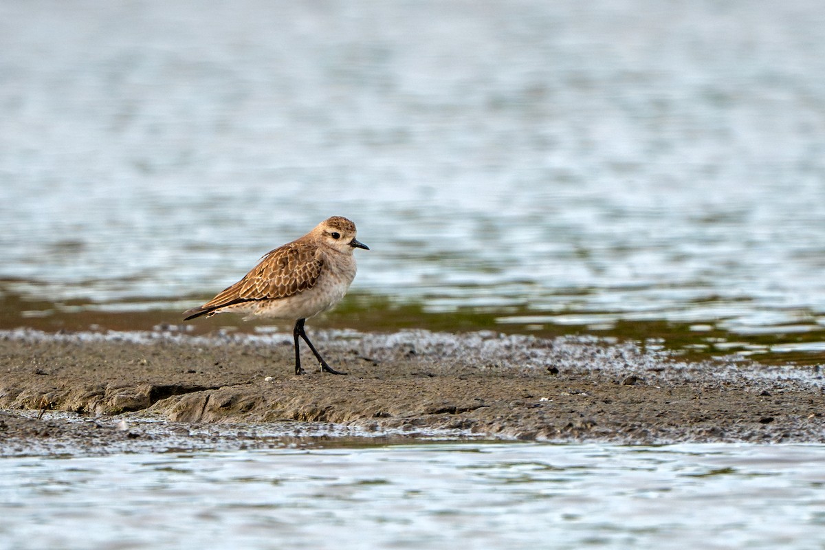 eBird Checklist - 7 Apr 2024 - Lombardi's Seafood Landing Park - 35 species