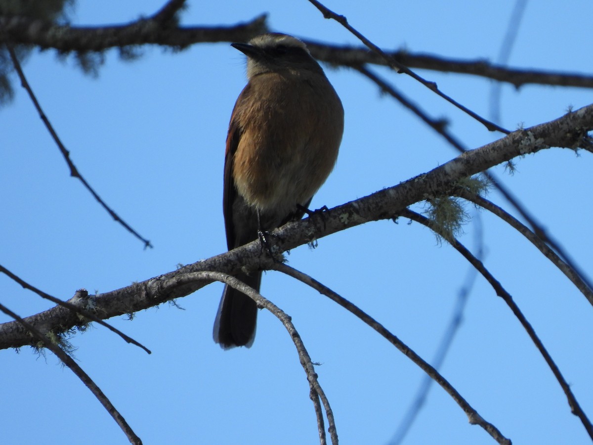 Brown-backed Chat-Tyrant - ML617064550