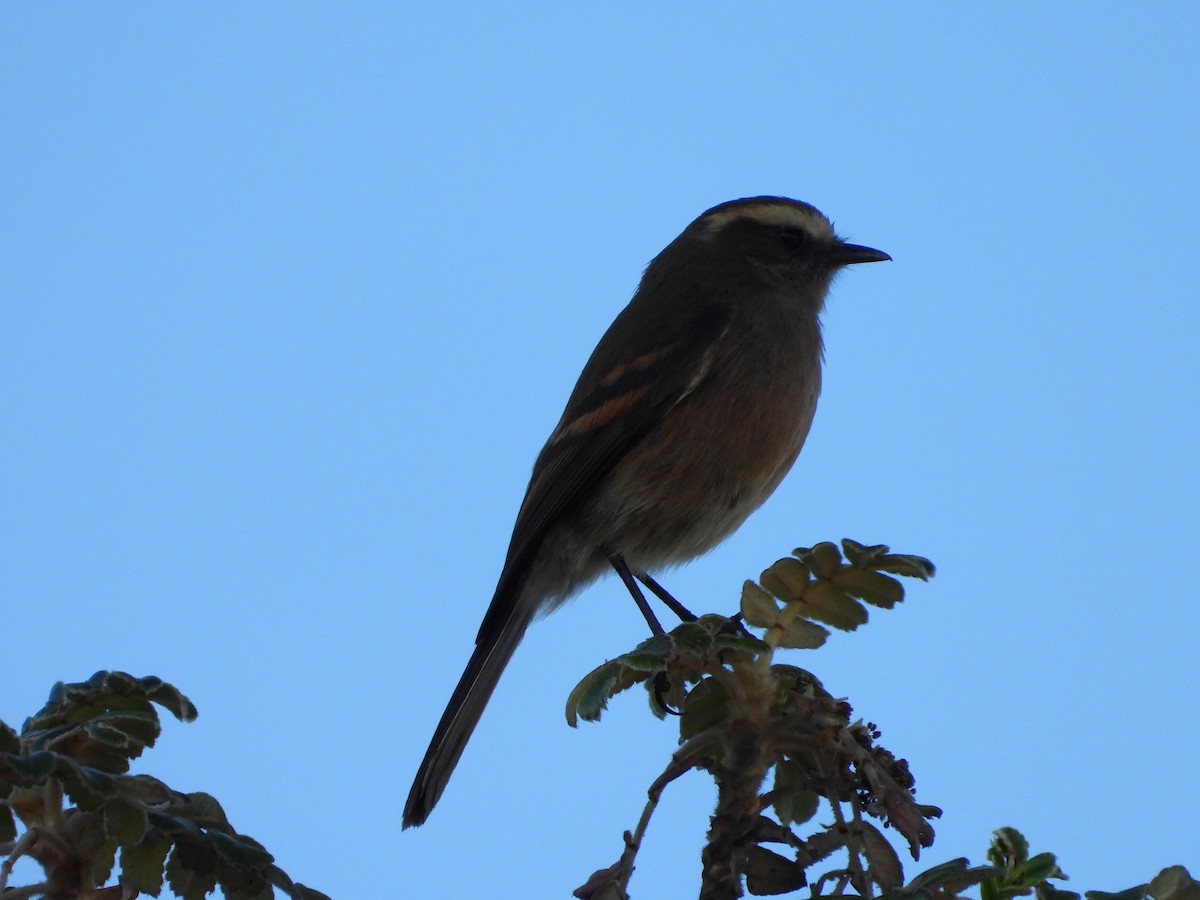 Brown-backed Chat-Tyrant - ML617064554