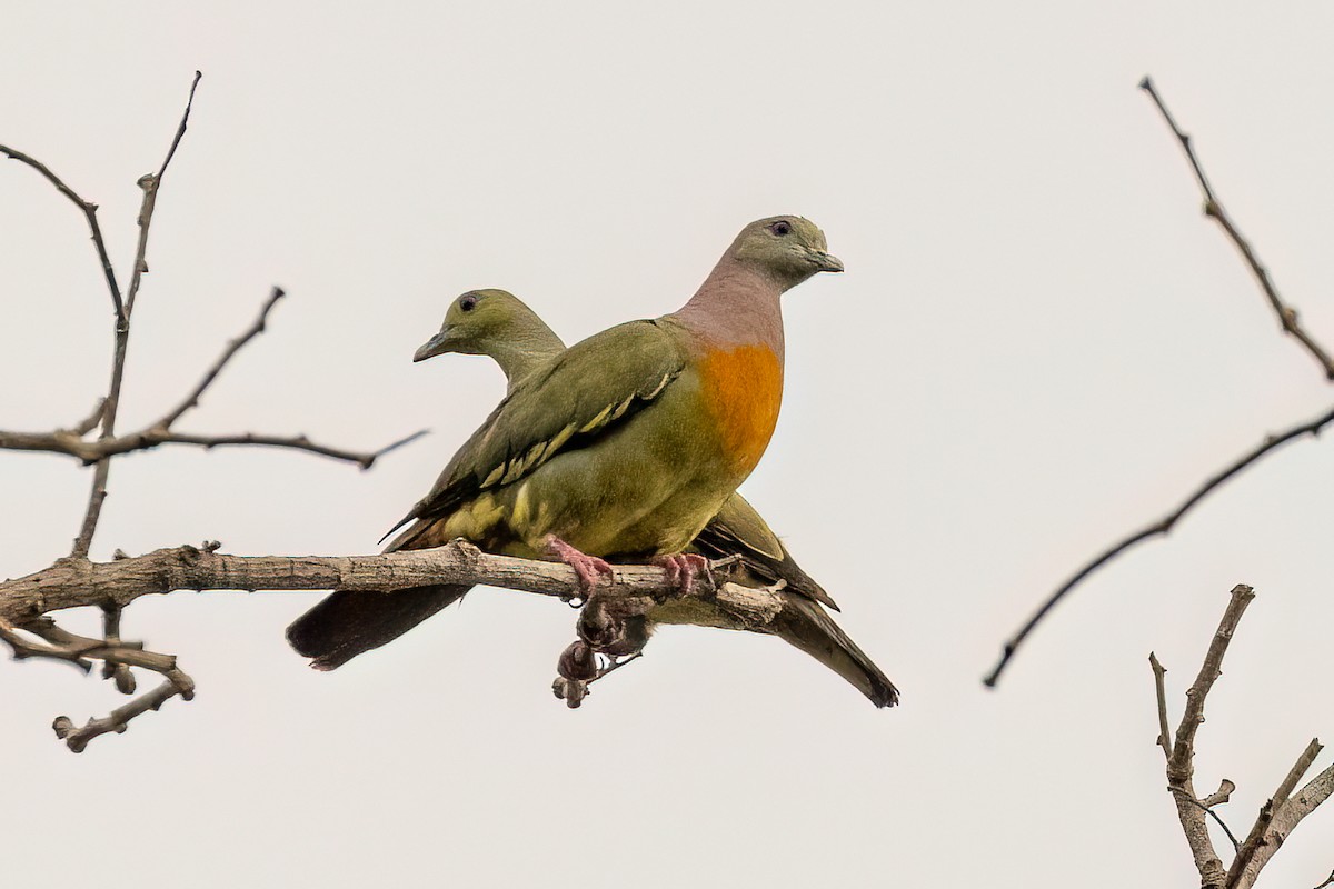 Orange-breasted Green-Pigeon - ML617064626