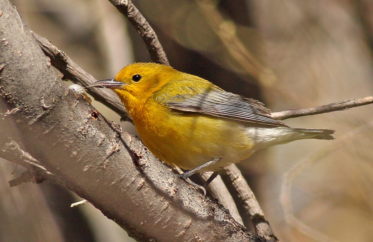 Prothonotary Warbler - ML617064667