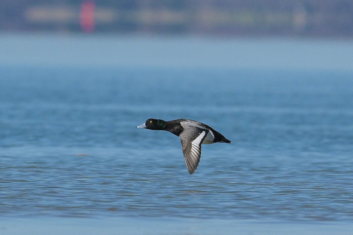 Greater/Lesser Scaup - ML617064741