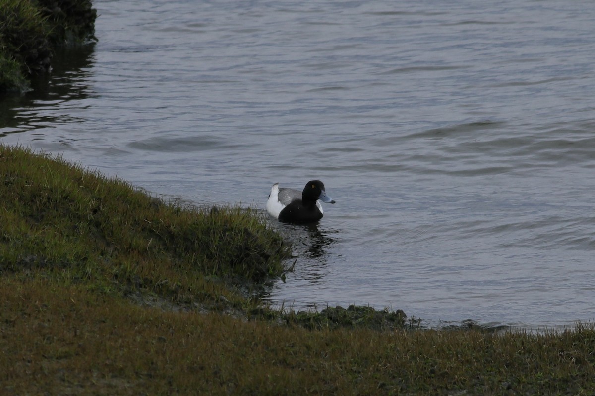 Greater Scaup - ML617064760