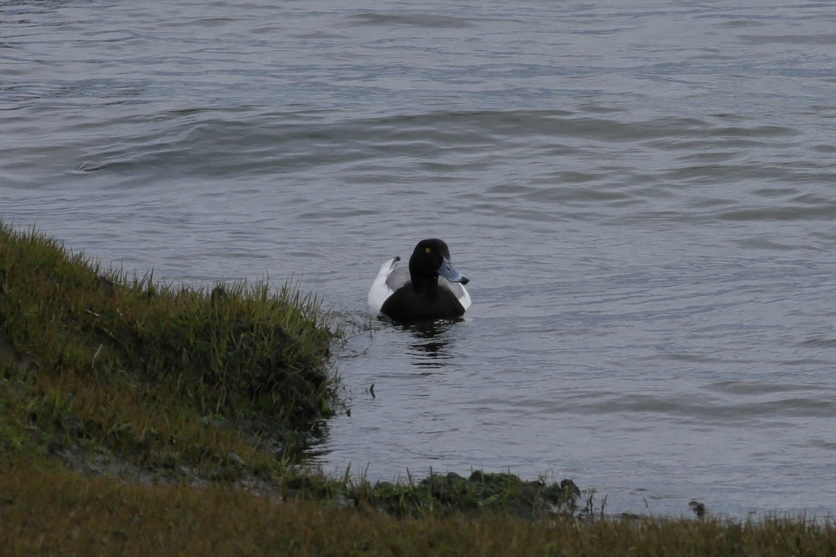 Greater Scaup - ML617064761