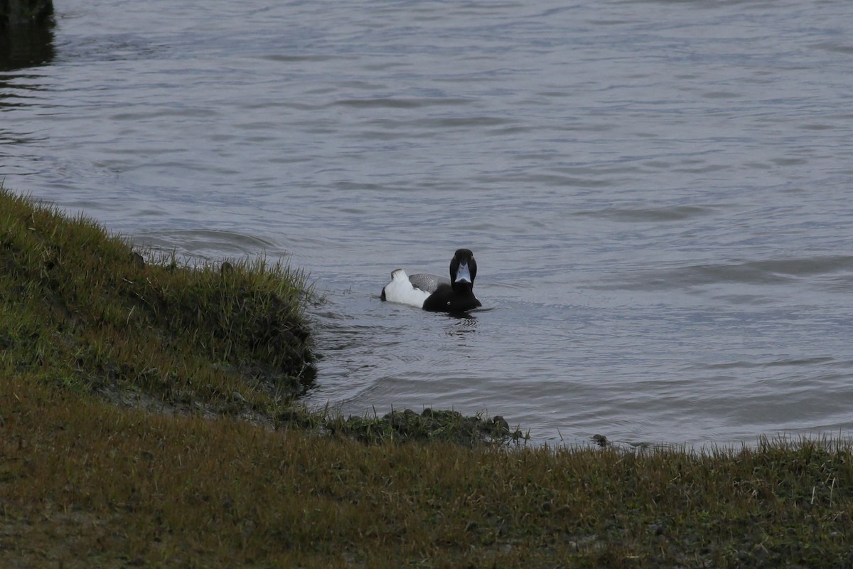 Greater Scaup - ML617064762