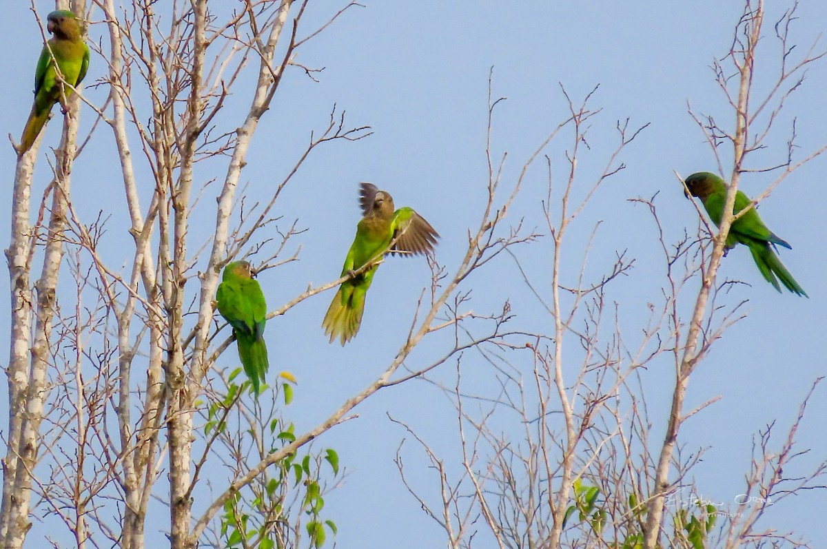 Brown-throated Parakeet - Esteban Ortiz