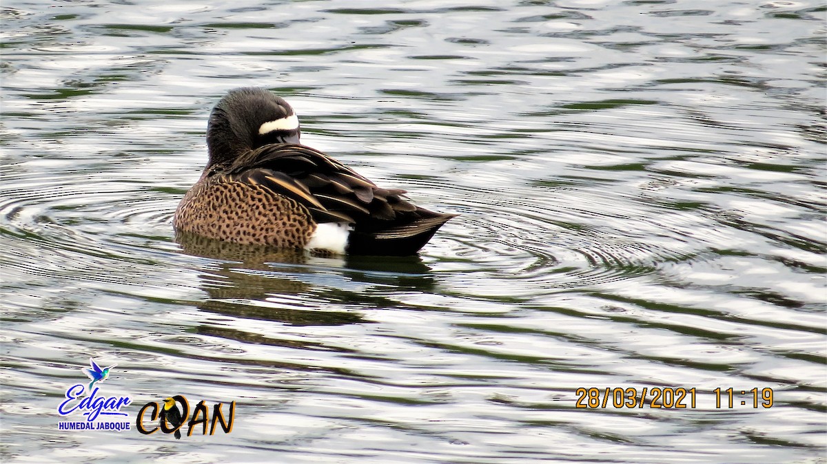 Blue-winged Teal - ML617064823