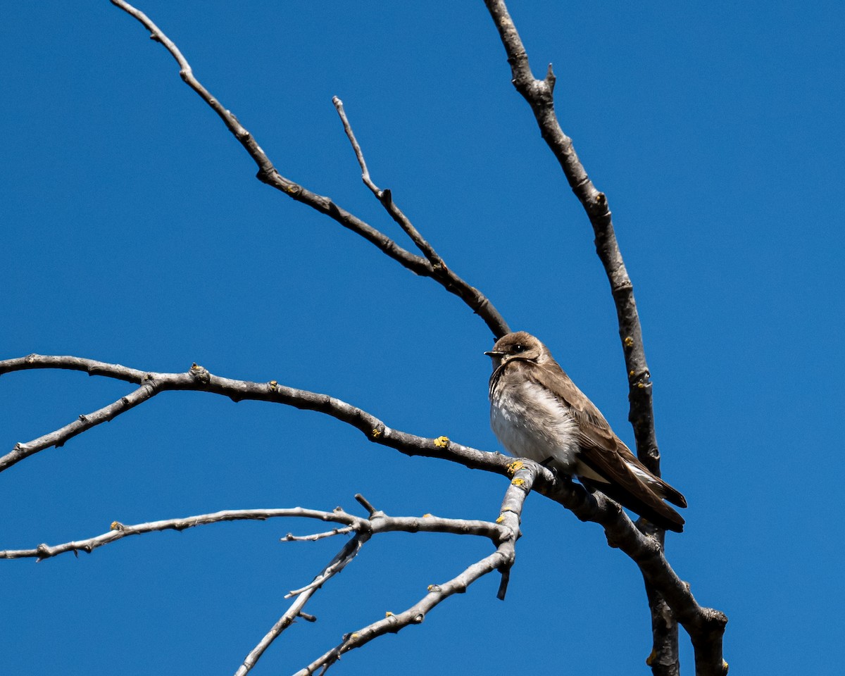 Northern Rough-winged Swallow - ML617064865