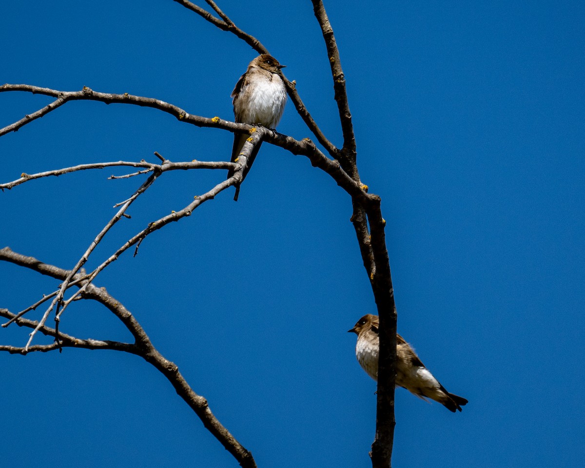 Northern Rough-winged Swallow - ML617064871