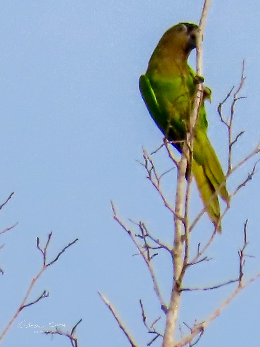 Brown-throated Parakeet - ML617064939