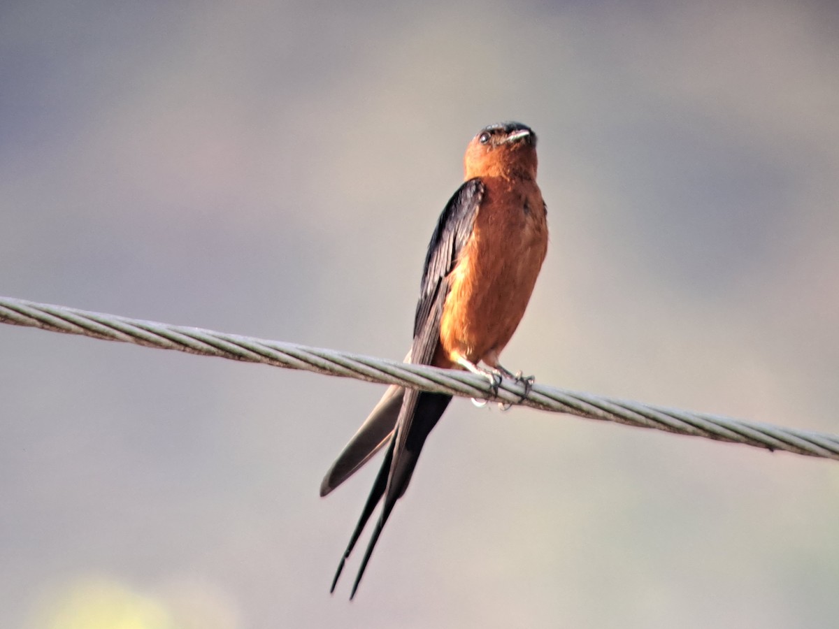 Rufous-bellied Swallow - Diane Bricmont