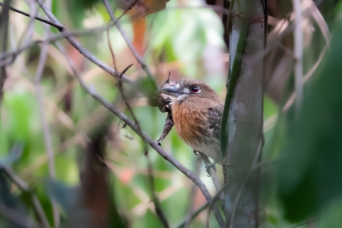 Moustached Puffbird - Forest Tomlinson