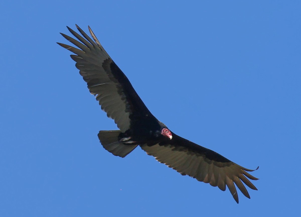 Turkey Vulture - ML617065007