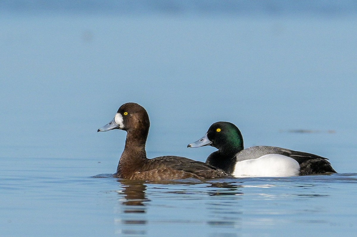 Greater/Lesser Scaup - ML617065035