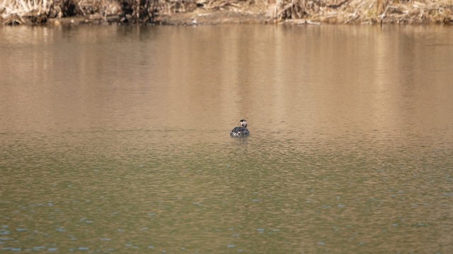 Red-necked Grebe - ML617065065