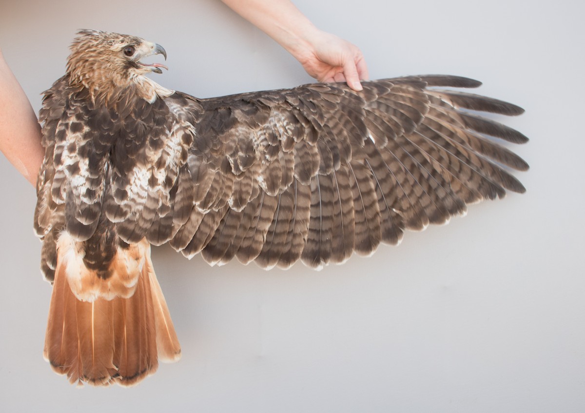 Red-tailed Hawk (borealis) - ML617065125