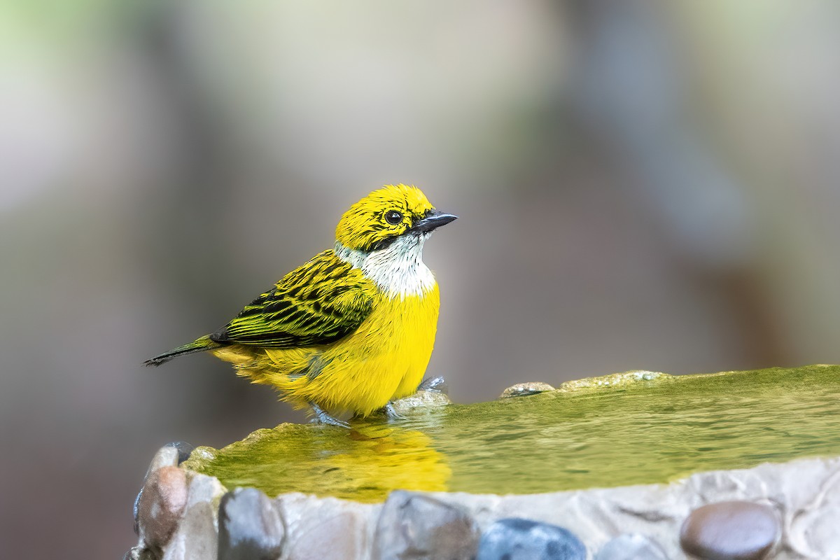 Silver-throated Tanager - ML617065170
