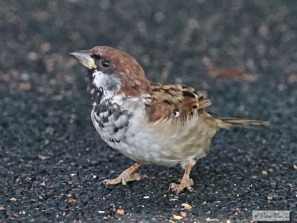 House x Eurasian Tree Sparrow (hybrid) - ML617065266