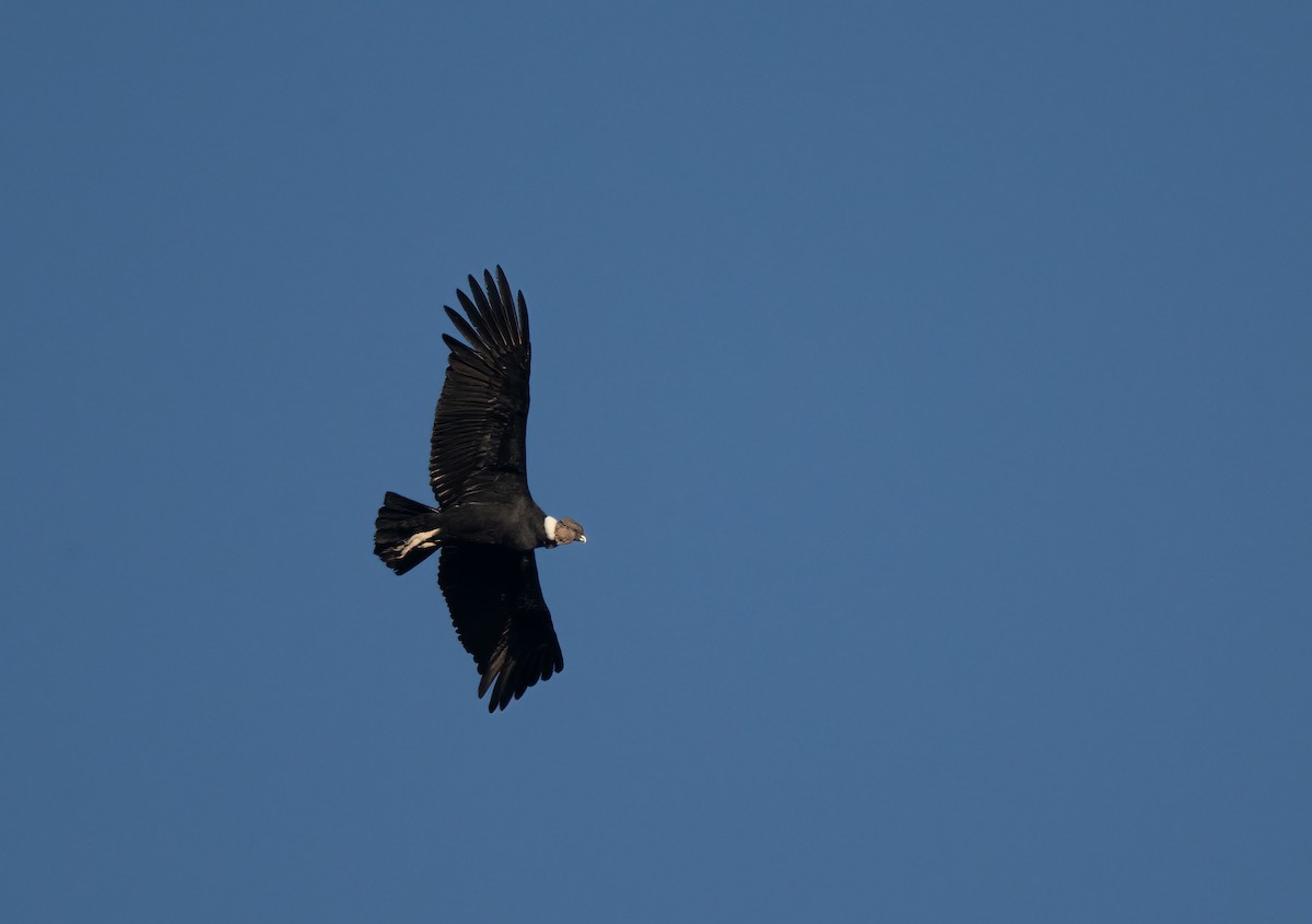 Condor des Andes - ML617065268