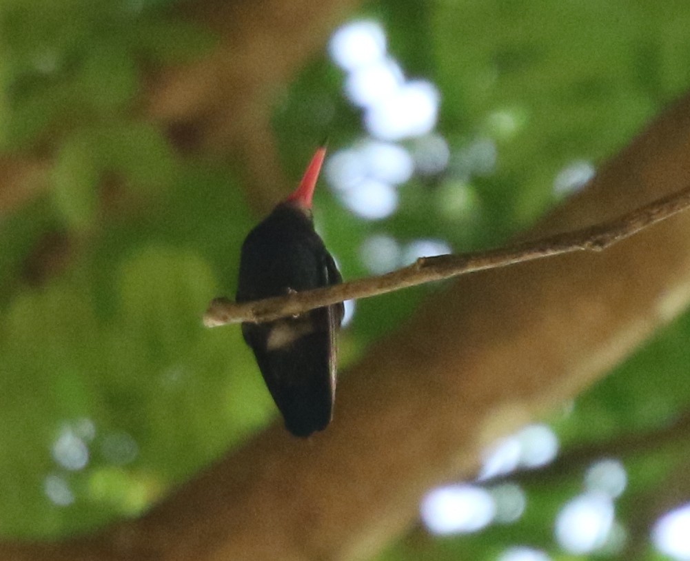 kolibřík bělobradý - ML617065271