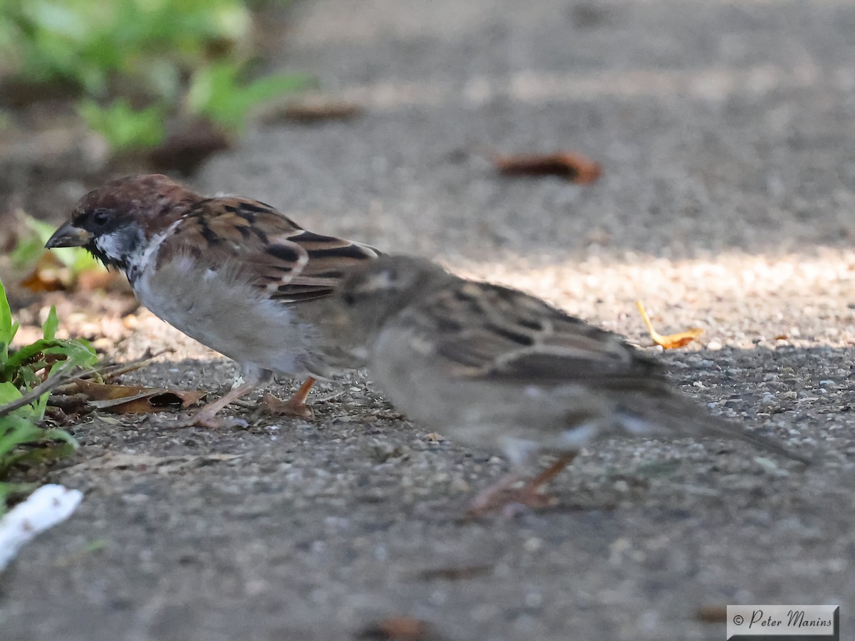 House x Eurasian Tree Sparrow (hybrid) - ML617065275