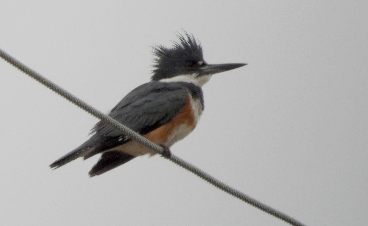 Belted Kingfisher - ML617065318