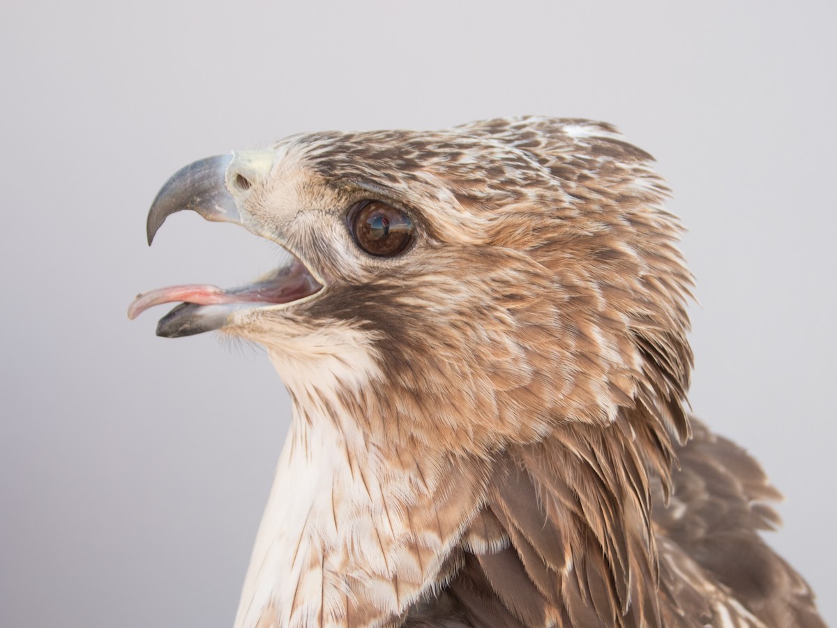 Red-tailed Hawk (borealis) - ML617065325