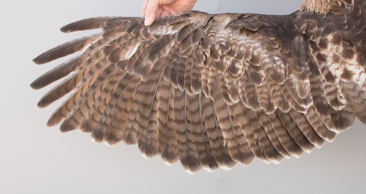 Red-tailed Hawk (borealis) - ML617065328