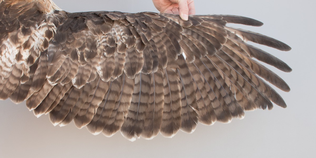 Red-tailed Hawk (borealis) - ML617065337